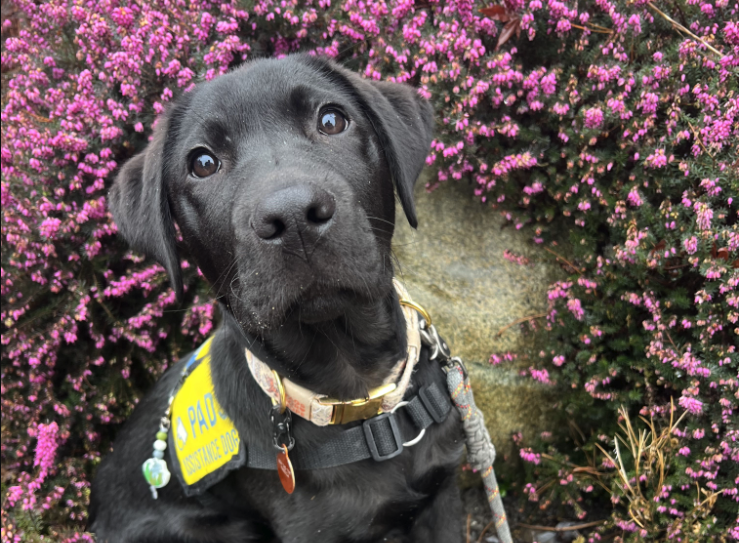 Coordinator, Volunteer Services | Burnaby